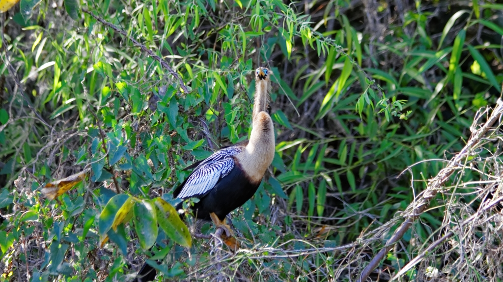 02 - Everglade NP (61).jpg